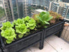 Grow Something Vegetables Organic Vegetable Starter Kit